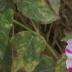 Mirabilis jalapa