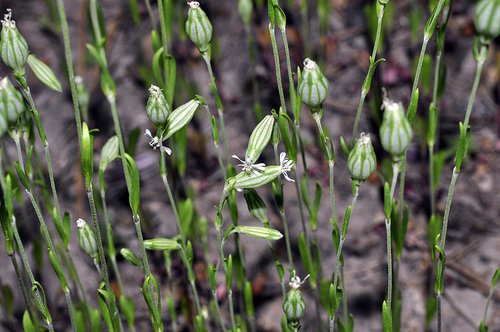 Representative image of Silene almolae