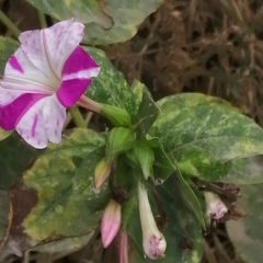 Mirabilis jalapa