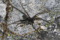 Pardosa nigra