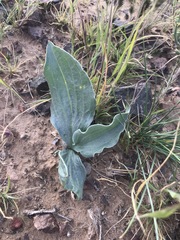 Takhtajaniantha capito