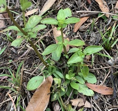 Mitreola
