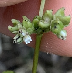 Mitreola