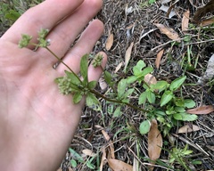 Mitreola