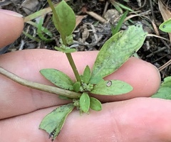 Mitreola