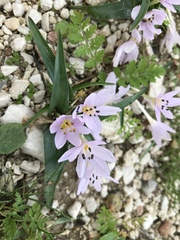 Colchicum cupanii
