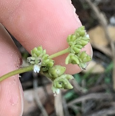 Mitreola