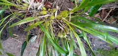 Maxillaria egertoniana