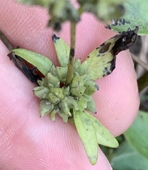 Mitreola