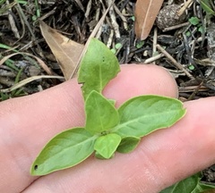Mitreola