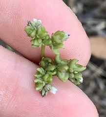 Mitreola