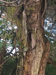 Phlegmariurus billardierei