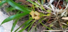 Maxillaria egertoniana