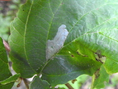 Caloptilia superbifrontella