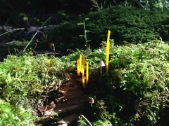 Clavulinopsis helvola