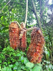 Mucuna mutisiana