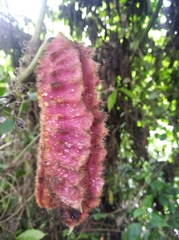 Mucuna mutisiana