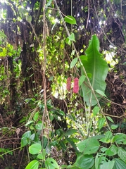 Mucuna mutisiana