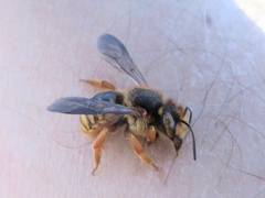 Anthidium