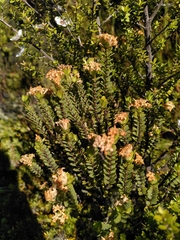 Pimelea traversii