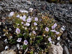 Veronica hookeriana