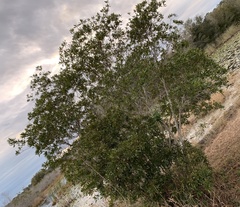 Morella cerifera image
