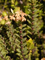 Pimelea traversii