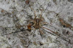 Lophopilio palpinalis