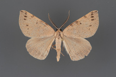 Macaria saphenata