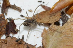 Platybunus pinetorum