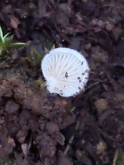 Crepidotus stratosus
