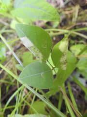 Macrosaccus morrisella