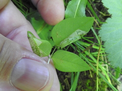 Macrosaccus morrisella