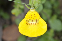 Calceolaria tenella