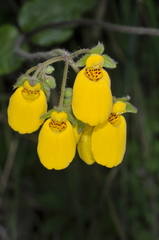 Calceolaria crenatiflora
