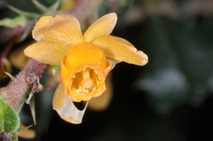 Berberis darwinii