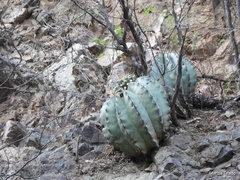 Ferocactus pottsii