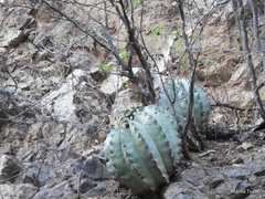Ferocactus pottsii