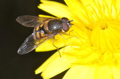 Syrphus octomaculatus
