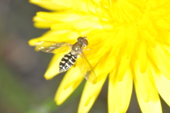 Toxomerus vertebratus