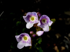 Veronica hookeriana