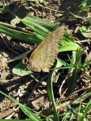 Cissia phronius