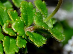 Veronica hookeriana
