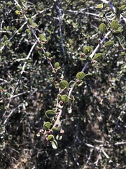 Ceanothus megacarpus megacarpus