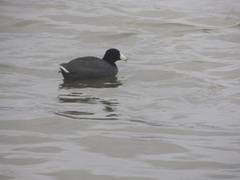 Fulica americana