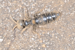 Elaphroptera