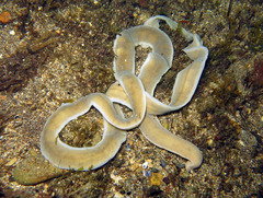 Cerebratulus marginatus