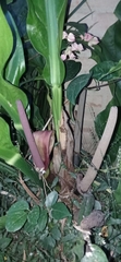Anthurium plowmanii