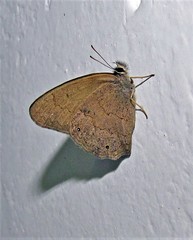 Cissia phronius