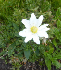 Anemonoides baldensis